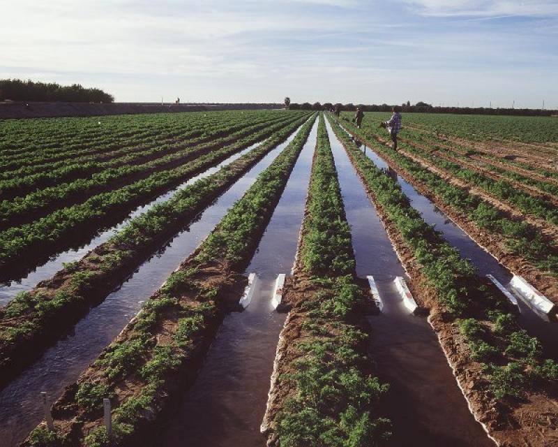 Under terms of an agreement, Imperial Irrigation District farms ultimately will be conserving and transferring 200,000 acre-feet of water to the San Diego County Water Authority.