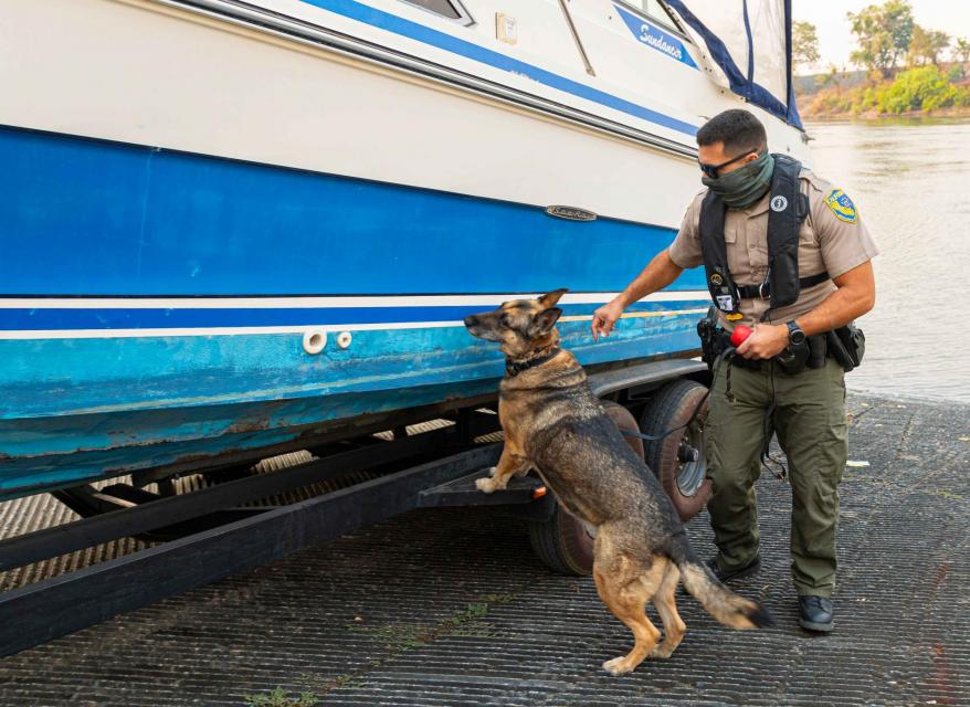 Image shows State Fish and Wildlife Warden Timothy Bolla and K-9 Warden “Luna”, a German Shepherd, perform a routine random quagga mussel inspection of a boat before it is put in on this ramp to the Sacramento River in August 2020. 