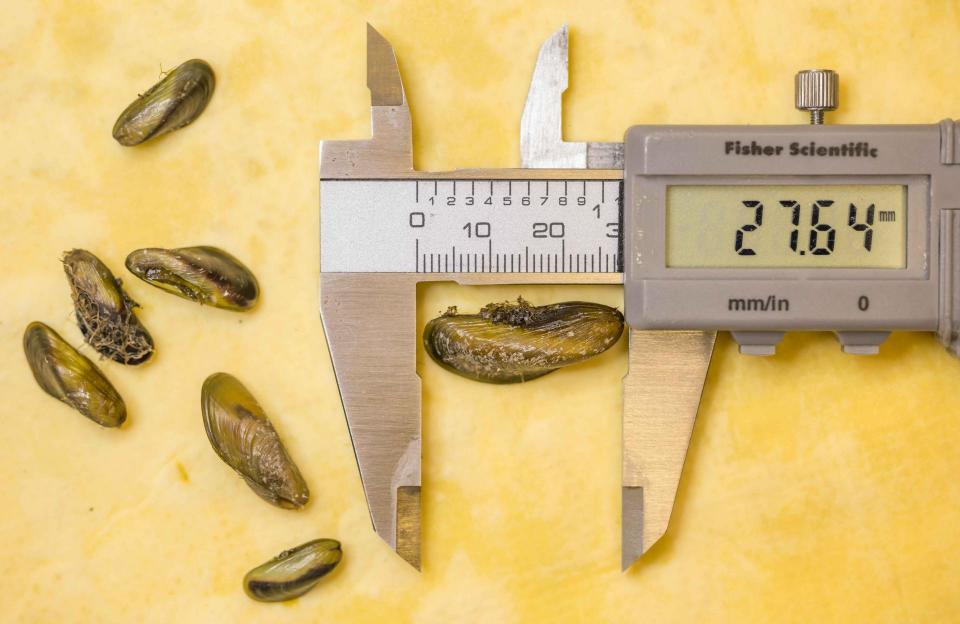 Image shows adult golden mussels, like those shown here, are about the size of a fingertip. 