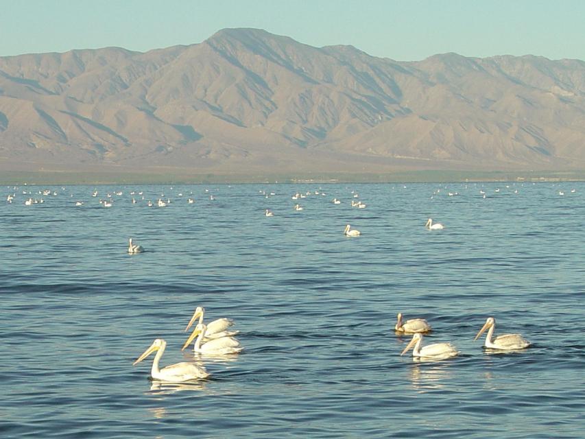 Salton Sea