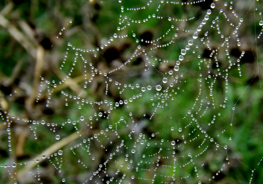 3_SpiderWeb With Water Drops_FREEUSE