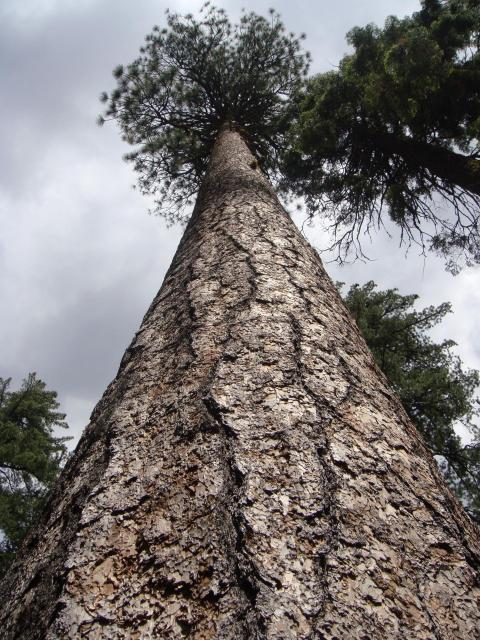 Old growth pine, Collins Pine, Park 40