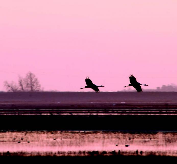 Sandhill cranes fly-in to wetlands in the Cosumnes Preserve