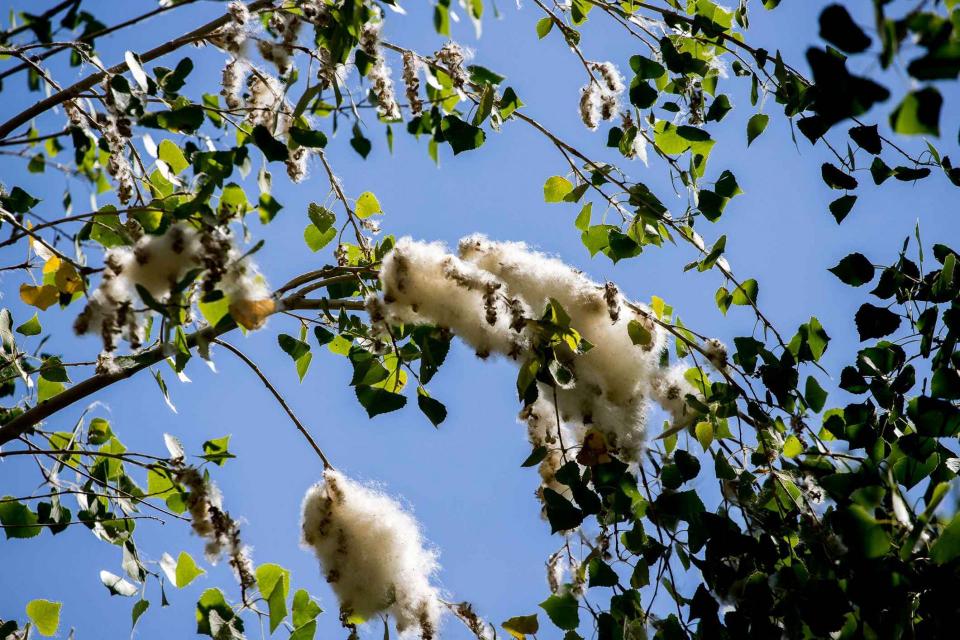 A closeup of the white fluff that gives cottonwood trees their name.