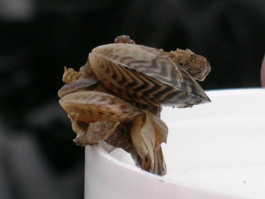 Image shows Quagga mussels like the ones seen here were first detected in the lower Colorado River in 2007 and have since spread to a number of Metropolitan Water District facilities in Southern  California. 