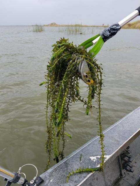 Egeria densa, an invasive South American aquarium plant, covers thousands of acres of the Delta's open water, floating at or just below the surface and entangling boats and swimmers.