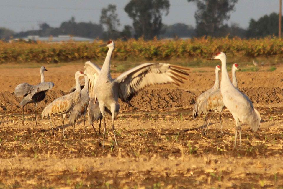 Sandhill cranes