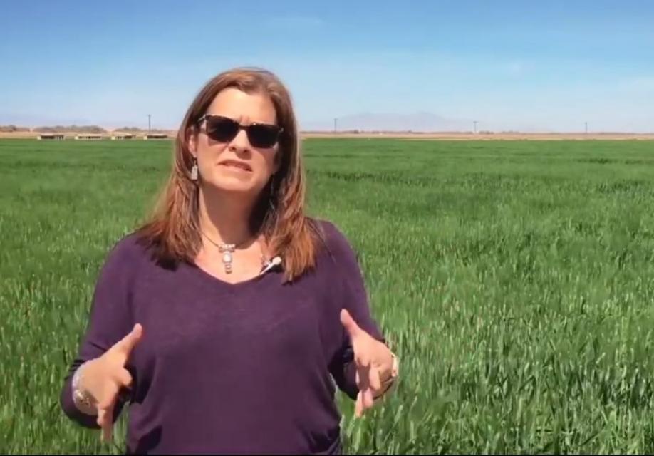 Tina Shields, water manager for Imperial Irrigation District.