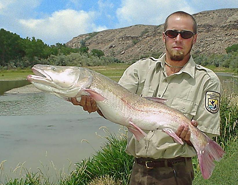 Colorado pikeminnow