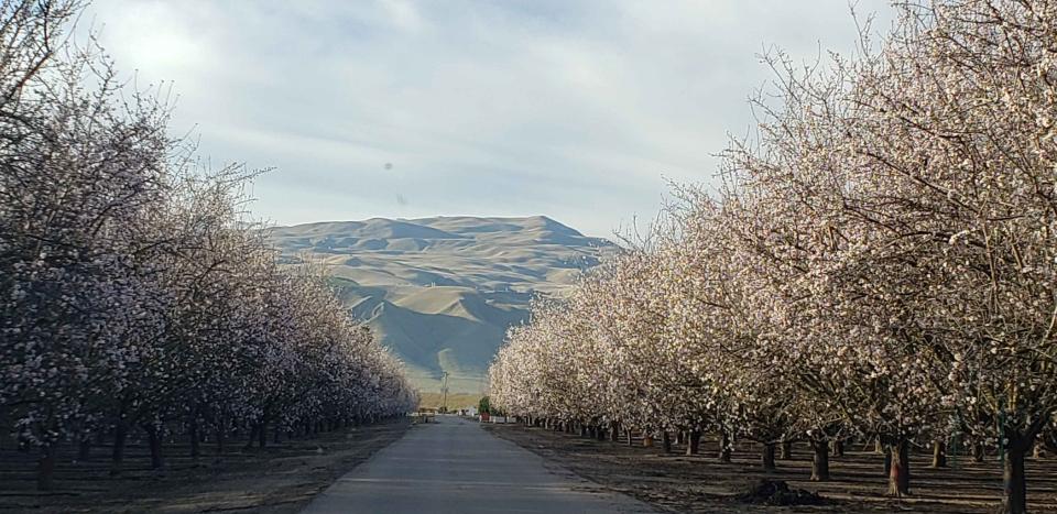 Trees bloom at a Maricopa Orchards  property in Kern County.