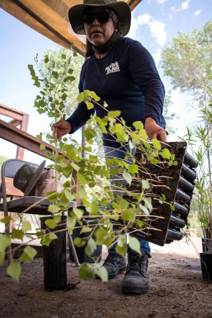 A worker carries cottonwood tree seedlings that are readied for planting in the Colorado River Delta. 