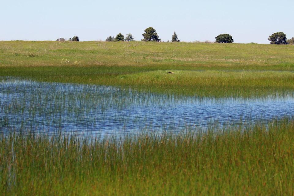 A vernal pool at Sacramento County's Mather Field.