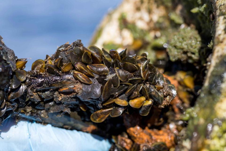 Image shows golden mussels clustered on a buoy at O'Neill Forebay in Merced County.