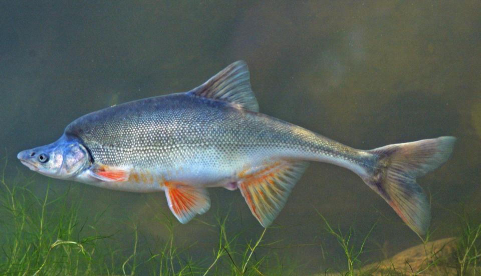 Humpback chub