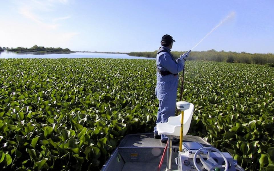 water hyacinth eradication effort in the Sacramento-San Joaquin Delta.